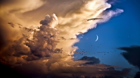 superb sky view - moon, vlouds, birds, sky