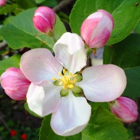 Apple-tree flower