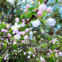 Apple-tree flowers