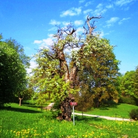 Oldest pear-tree in Latvia.