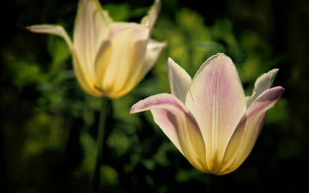 Flowers - flowers, leaf, tree, nature