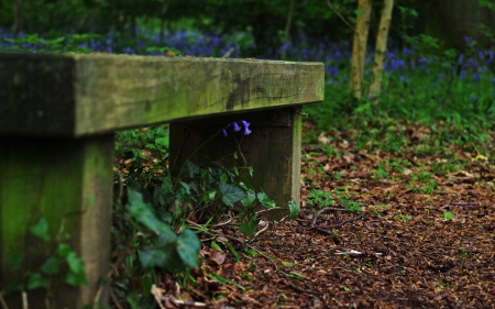 Bench - bench, forest, nature, earth