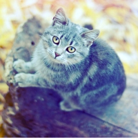 Cute cat