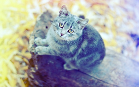 Cute cat - pet, look, log, cute, cat, animals