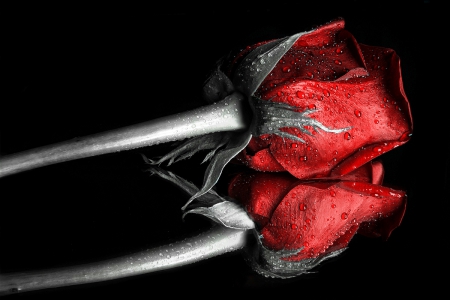 Red RoSe - abstract, fantasy, rose, red