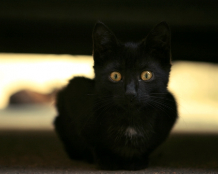 Black cat - animals, look, black, cat, eyes