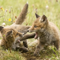 Fox CUb