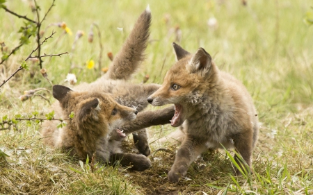 Fox CUb - animal, fox, cub, photo