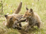 Fox CUb