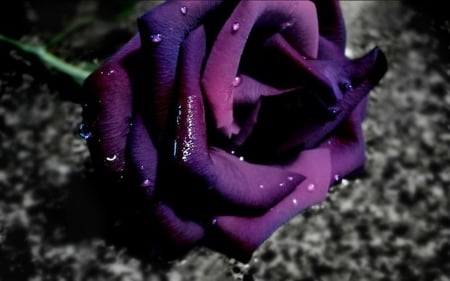 Purple Rose - nature, beauty, flowers, rose