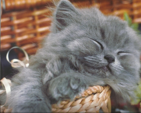 Kitten - basket, kitten, cute, paws, sleeping