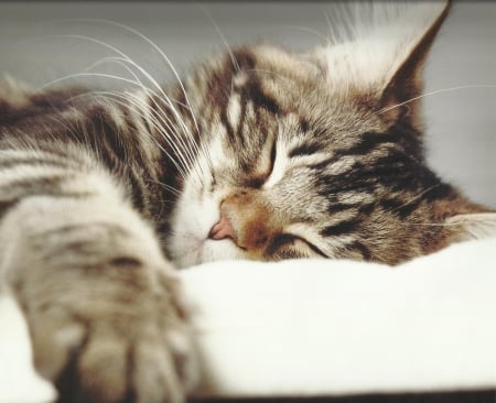 Cat - cute, paws, sleeping, cat