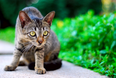 Cat - sitting, paws, cat, sidewalk, cute, grass