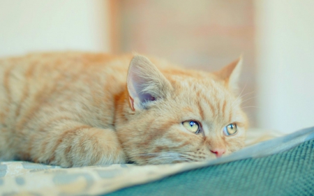 So tired - pet, cute, lying, cat, animals