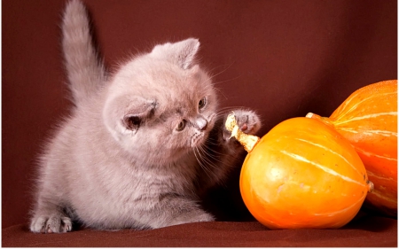 Cute cat - play, cat, animals, fruits, pet, cute