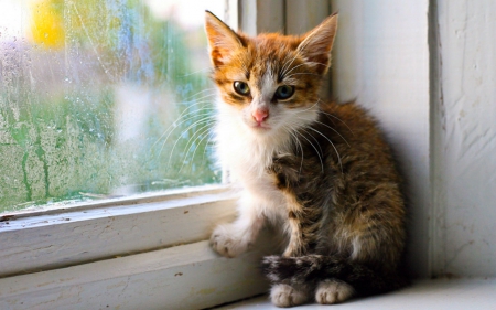 Cute little kitten - cat, animals, cute, pet