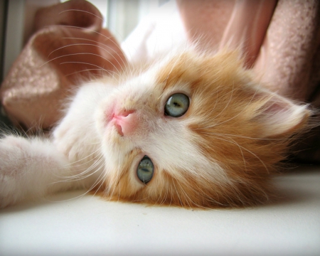 Cute kitten - face, lying, cat, pet, aniamls, cute