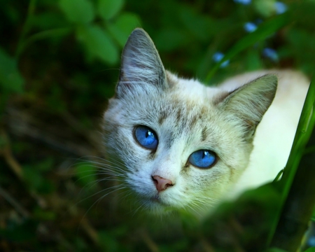 Cute cat - face, plants, animals, cute, pet, cat