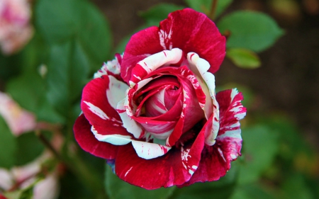 Variegated Rose - flowers, rose, beauty, nature