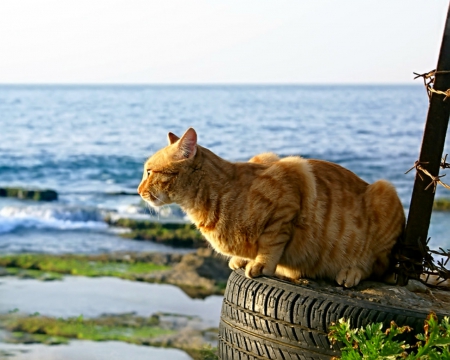 At the beach - tire, beach, cute, cat, animals