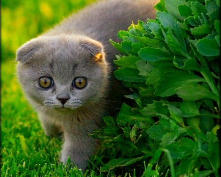 Cute cat