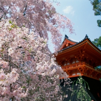 Ninnaji Temple