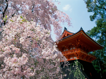 Ninnaji Temple - japan, ninnaji temple, kyoto, japanese temple, japan temple