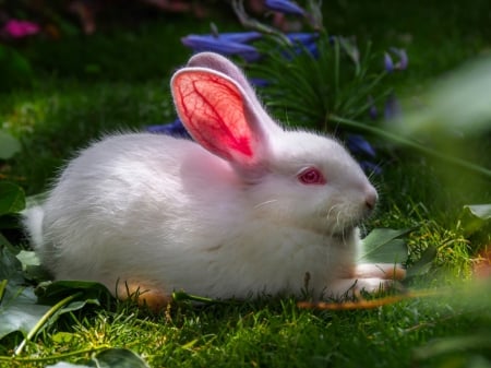 White rabbit - ear, rabbit, pet, white, cute