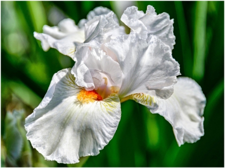 White iris - white, iris, flower, spring