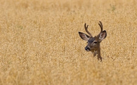 Where is waldo - beauty, oat, field, deer