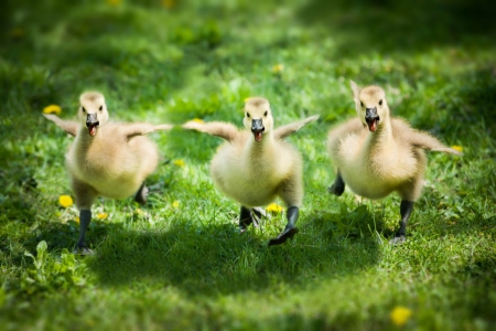 Were going on adventure - ducklings, duck, adorable, cute, spring, bird