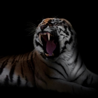 Tiger on black