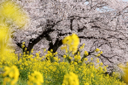 Spring fever - rapes, yellow, pink, spring