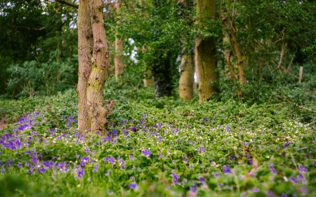 Flowers Forest - flowers, tree, forest, nature