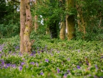 Flowers Forest