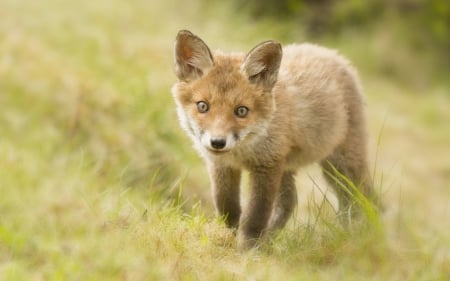 Fox - photo, forest, animal, fox