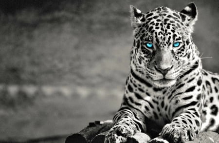 A kitty for Carl :D - black, leopard, white, animal, tiger, cat, blue eyes