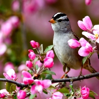 SPRING BIRD