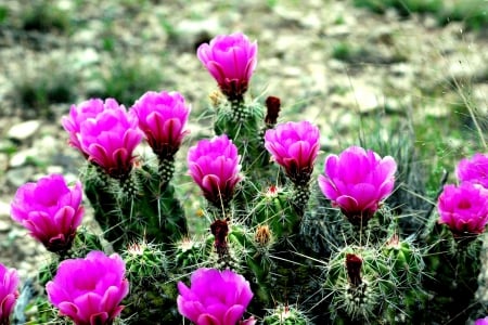 CACTUS BLOSSOMS - cactus, palnt, flowers, bloom