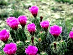 CACTUS BLOSSOMS