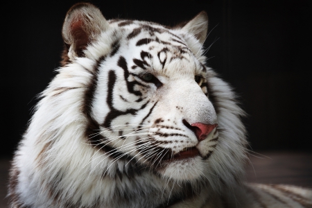 White Tiger - wildlife, predator, snow, stripes