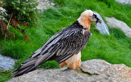 Eagle - sitting, raptor, nature, wildlife