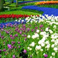 Keukenhof gardens