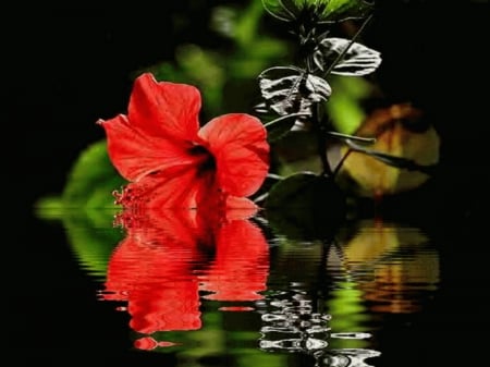 LILY IN WATER WAVES - flowers, water, lilies, large flowers, red, butterfly, waves