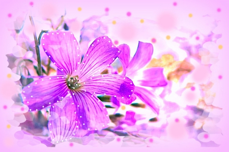 bokeh purple flowers - flowers, bokeh, nature, large flowers, purple, cool, bouquet