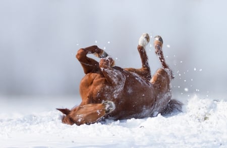 Almost happy - horse, rolling, snow, legs