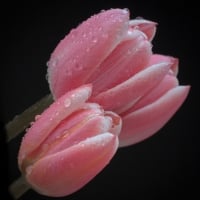 Pink tulips