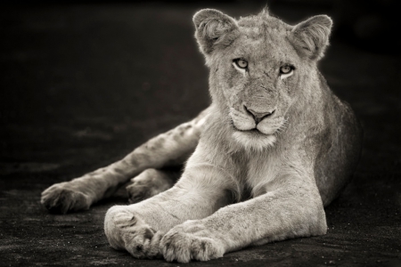 Lion cub - cub, lion, wild life, big cat