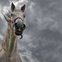 Horse and bad weather