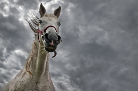 Horse and bad weather - cloud, skies, grey, horse